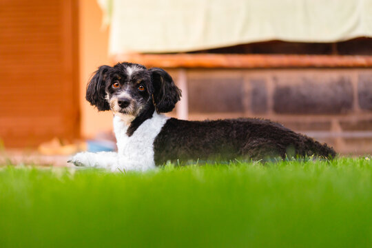 dog figo, dog, figo, mongrel, bichon, friend, dog friend of man