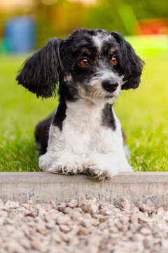 dog figo, dog, figo, mongrel, bichon, friend, dog friend of man