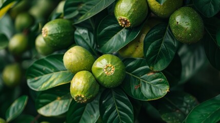 Fototapeta premium Guava fruits growing on lush green guava tree branches in a sunny orchard