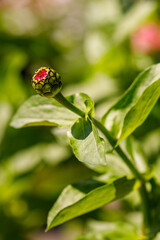 Closeup od a flower in the garden © TomaszGwóźdźFoto