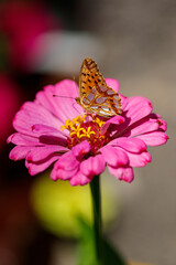 Butterfly, butterfly on a flower, butterfly in the garden
