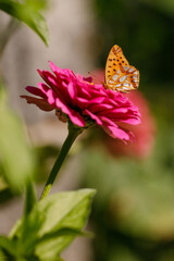 Butterfly, butterfly on a flower, butterfly in the garden