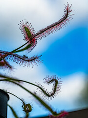 Die Klebetentakeln des Sonnentau
