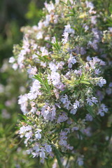 Blossom of Rosemary, Rosmarinus officinalis, ornamental and medicinal plant