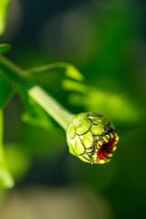 Closeup od a flower in the garden © TomaszGwóźdźFoto