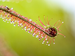 Die Klebetentakeln des Sonnentau