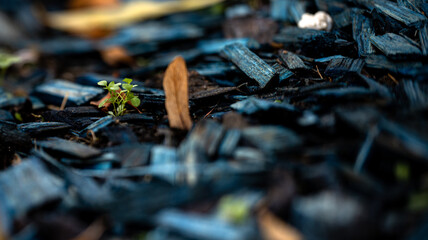 Resilient and Thriving Plant Growth Flourishing Amidst a Cozy Layer of Mulch Surrounding It