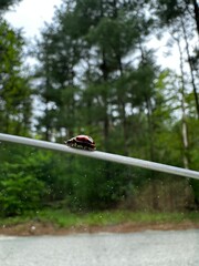 ladybug on the window