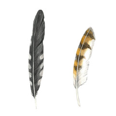 Сuckoo and owl feathers hand drawn  isolated on transparent background. Watercolor illustration