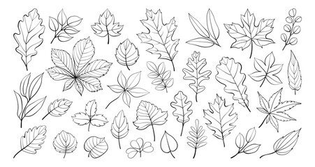 Hand drawn autumn leaves outline from different trees, oak, maple, chestnut. Leaf line art collection for coloring book, patterns, stickers. Foliage contour sketch vector isolated on white background. © Berentina