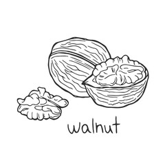 Nuts seeds linear concept. Hand drawn sketch of walnut with inscription. Branch with harvest. Healthy eating and diet. Outline flat vector illustration isolated on white background