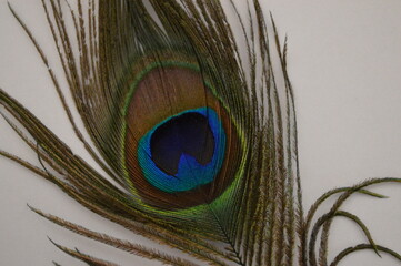 Peacock feather close up white background