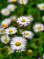 G&auml;nsebl&uuml;mchen