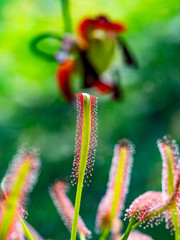 Insekten auf den Klebetentakeln des Sonnentau