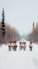 Obraz premium A group of reindeer walks along a snow-covered road, surrounded by tall trees, showcasing the beauty of winter wildlife