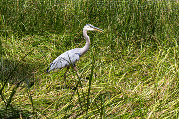great blue heron ardea cinerea, walking through high grass