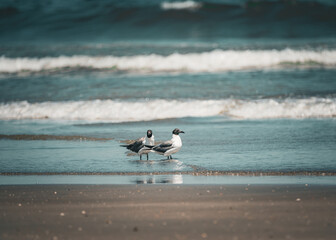 seagulls on the beach in landscape orientation horizontal