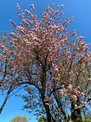 Spring In Bloom