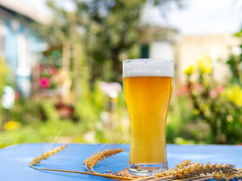 A glass of wheat beer on the table in the summer garden. Green background, wheat ears