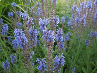 Obraz premium Salvia nemorosa in the flower bed