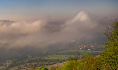 Obraz premium Forest in foggy scenery 