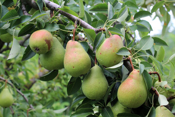 Pears ripen on the tree branch.
