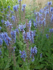 Salvia nemorosa in the flower bed