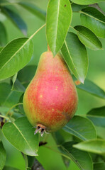 Pears ripen on the tree branch.