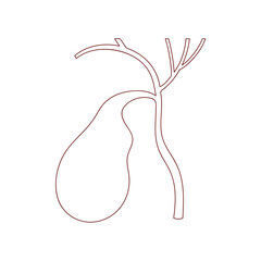 illustration of a gall bladder in line style, hand drawn
