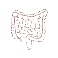 illustration of the rectum and small intestine in a line style, hand drawn