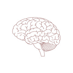 illustration of a brain in linear style, hand drawn
