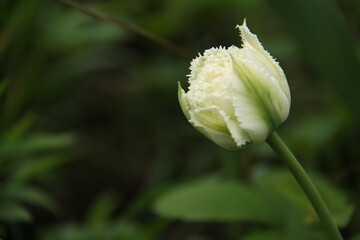 white terry tulip on a green background