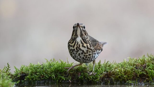 Song Trush Turdus philomelos in the wild. A bird drinks water Slow motion.