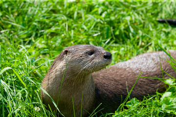 The North American river otter (Lontra canadensis) also known as the northern river otter or common...
