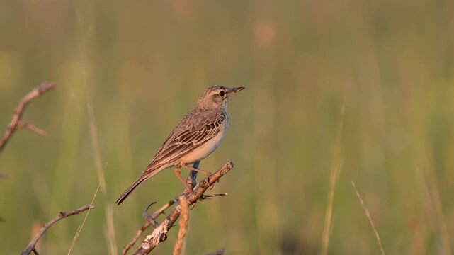 Tawny pipit, Anthus campestris in the wild. Close up. Slow motion.