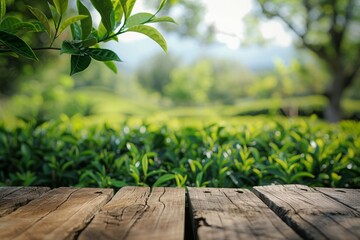 Naklejka premium A beautiful, serene tea garden features a charming wooden table surrounded by lush greenery