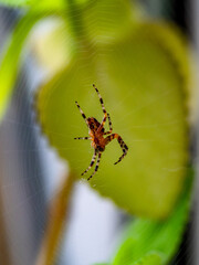 Eine Kreuzspinne in ihrem Netz