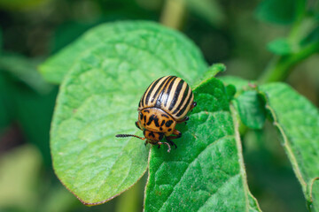 Agricultural pest Colorado potato beetle eats potato leaves
