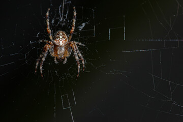 Cross spider, spiderling, little spider