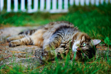 Cat resting on grass
