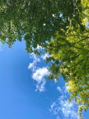 trees and sky