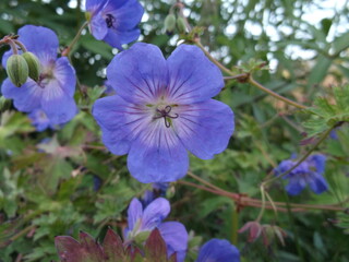 Geranium pratense in the flower bed
