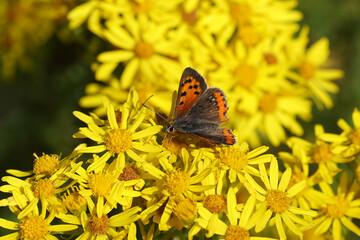 Small copper, American copper or common copper (Lycaena phlaeas), family Lycaenidae on the flowers of ragwort (Senecio jacobaea), family Asteraceae or Compositae. Summer in a Dutch garden. July