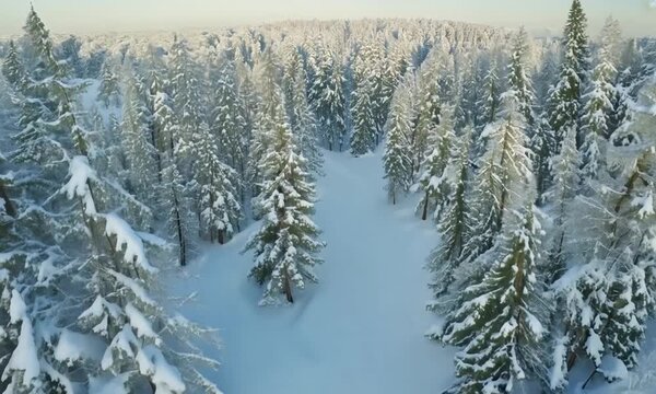 Aerial View of a Snow-Covered Forest