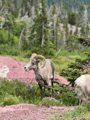 Big Horn Sheep