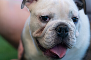 Bulldog puppy up close for a smiling portrait
