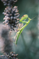 Mantis