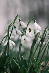 snowdrop