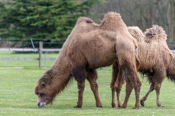 A Bactiran camel (camelus bactrianus) grazing