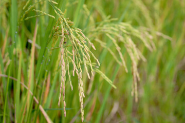 Beautiful golden rice field, yellow ripe rice ears ready for harvest, rice seeds in ear of paddy on countryside farm.